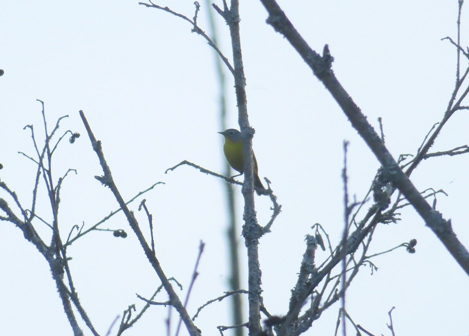 Nashville Warbler - Katsu Sakuma