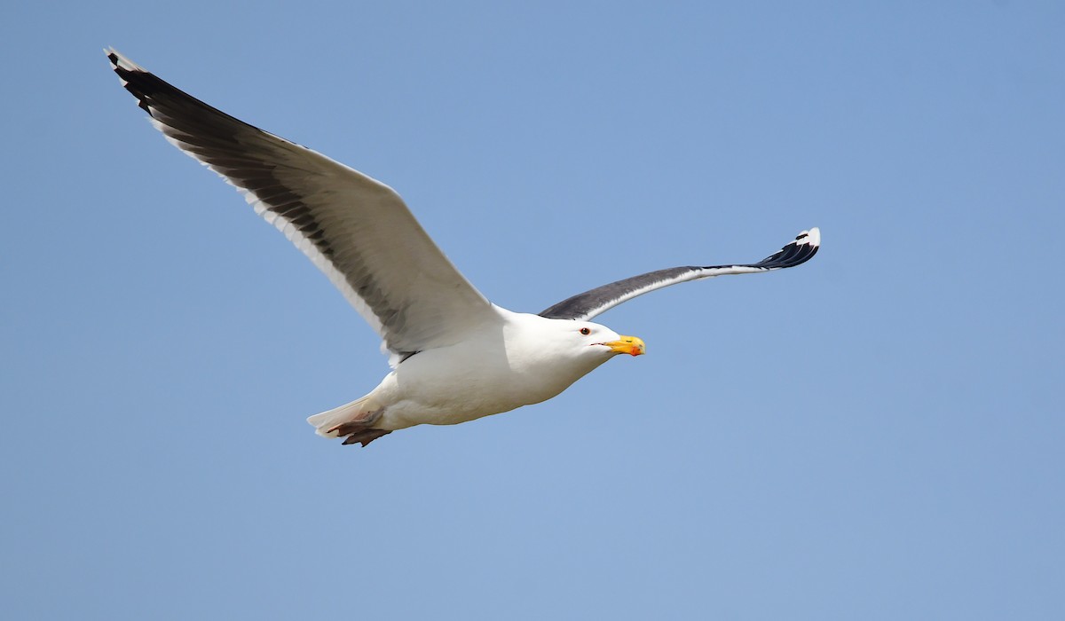 Great Black-backed Gull - Chaiby Leiman