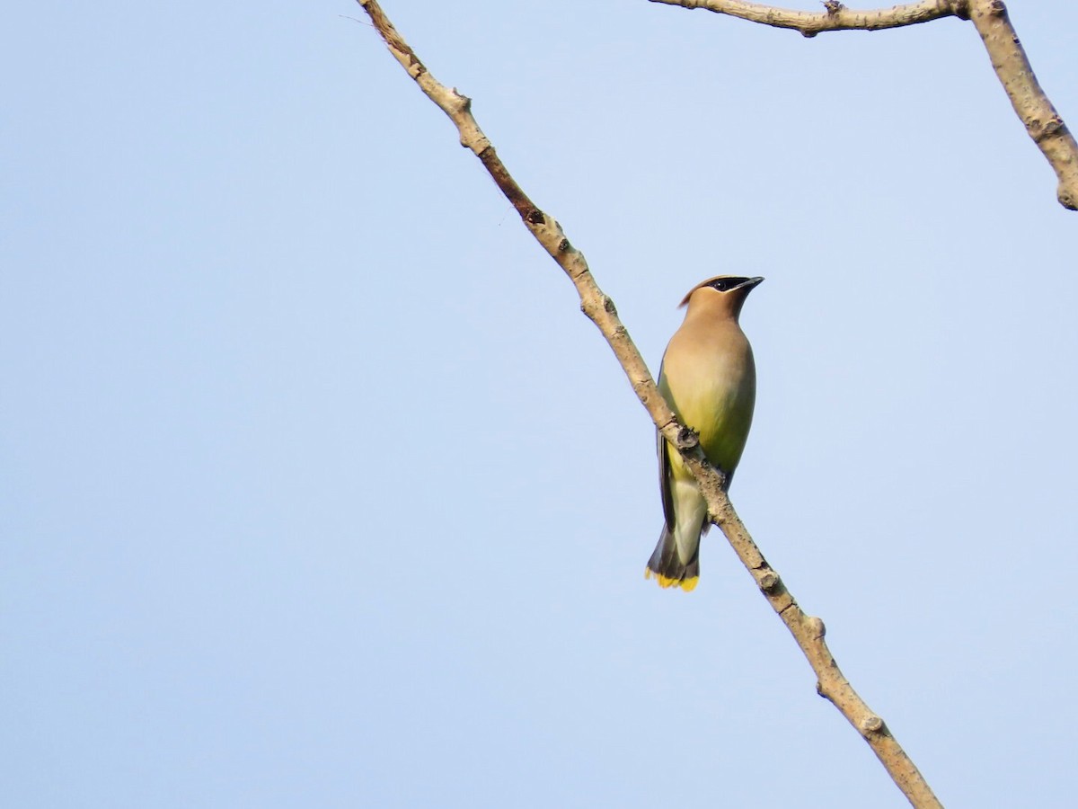 Cedar Waxwing - Tania Mohacsi