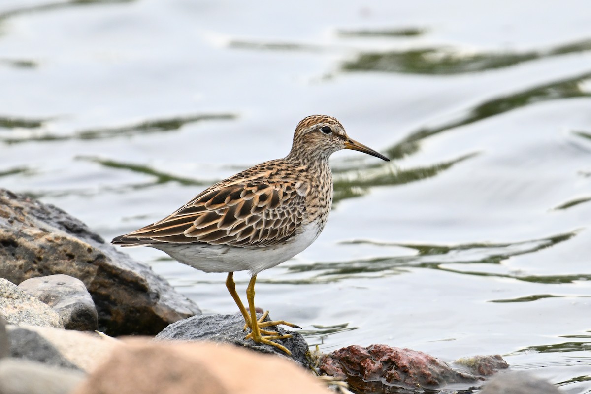 Pectoral Sandpiper - Trey Weaver