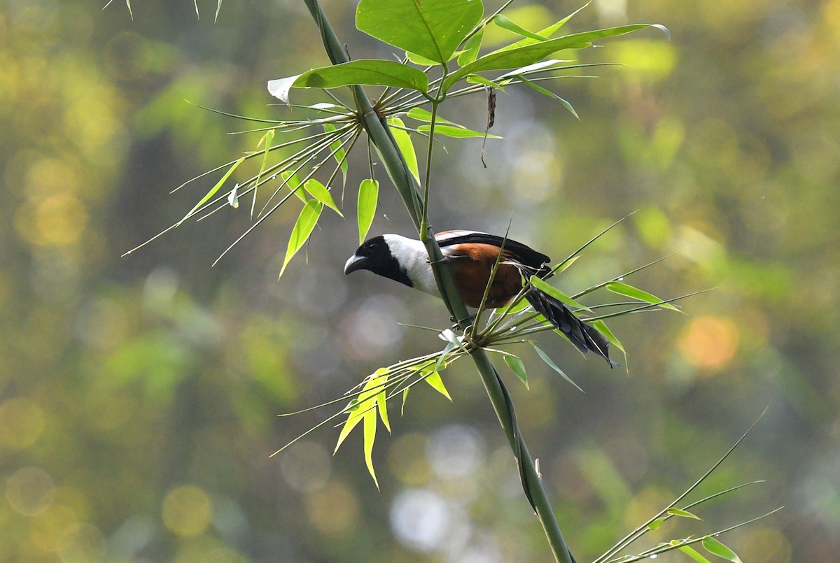 Collared Treepie - Rofikul Islam