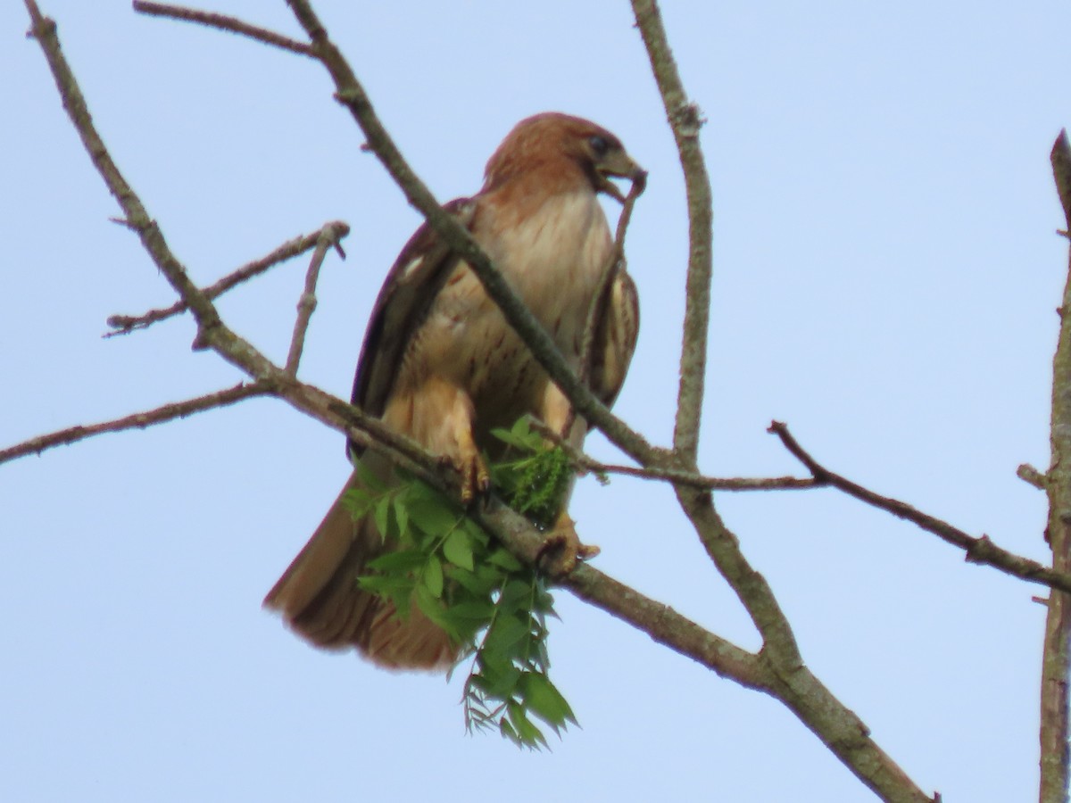 Red-tailed Hawk - Jo Spilde