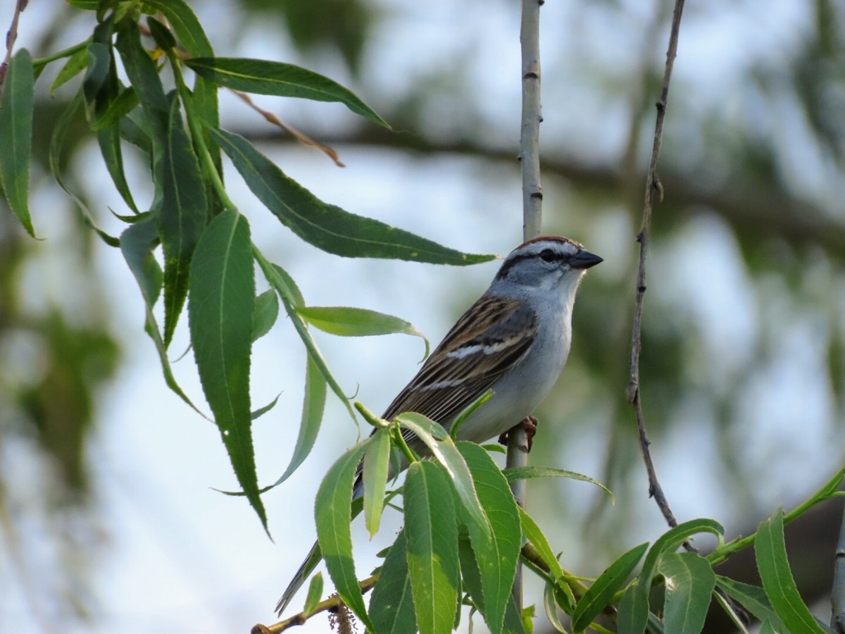 Chipping Sparrow - Tania Mohacsi