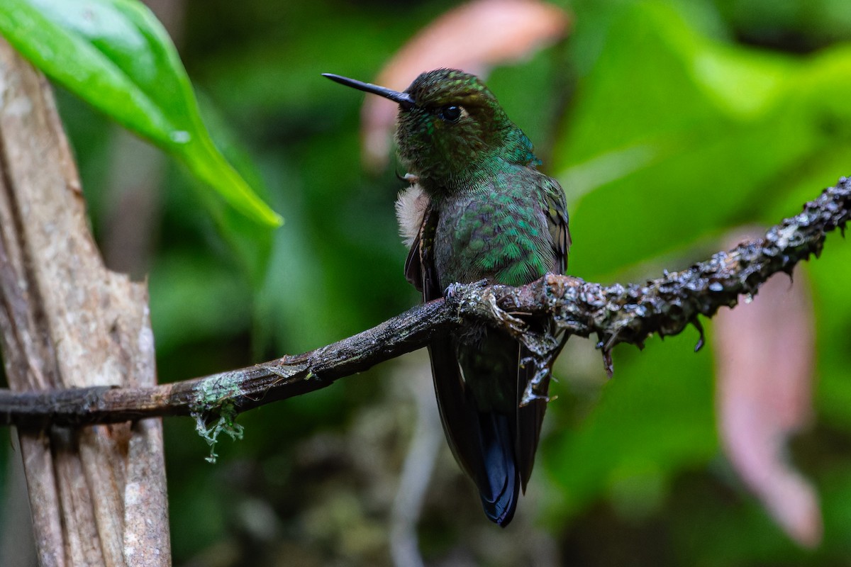 Buff-thighed Puffleg - ML619469509