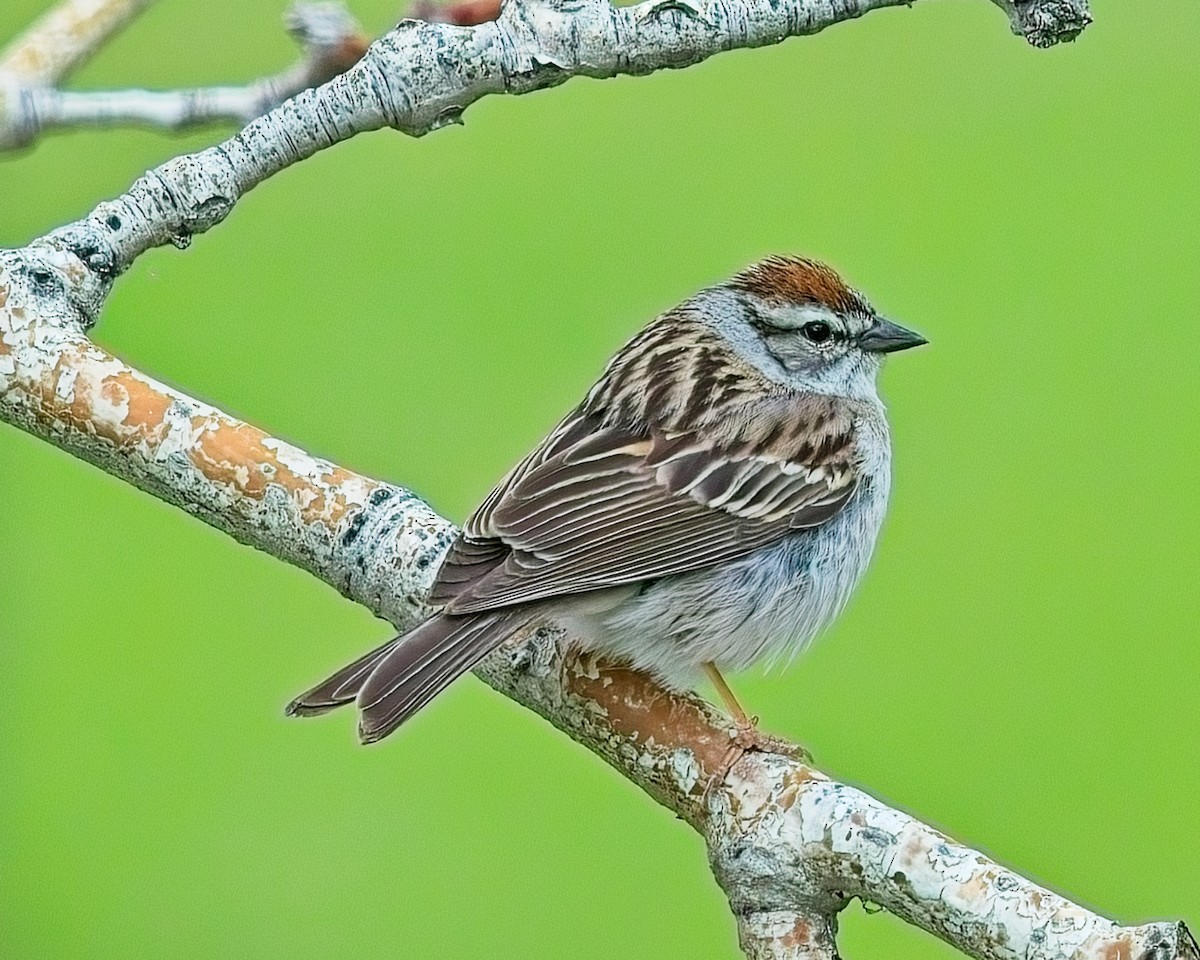 Chipping Sparrow - Frank Letniowski