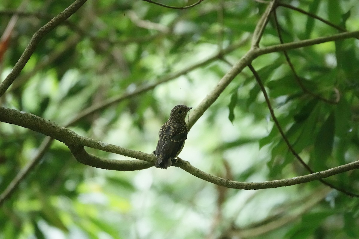 Taiwan Vivid Niltava - Sheng Wun Jheng