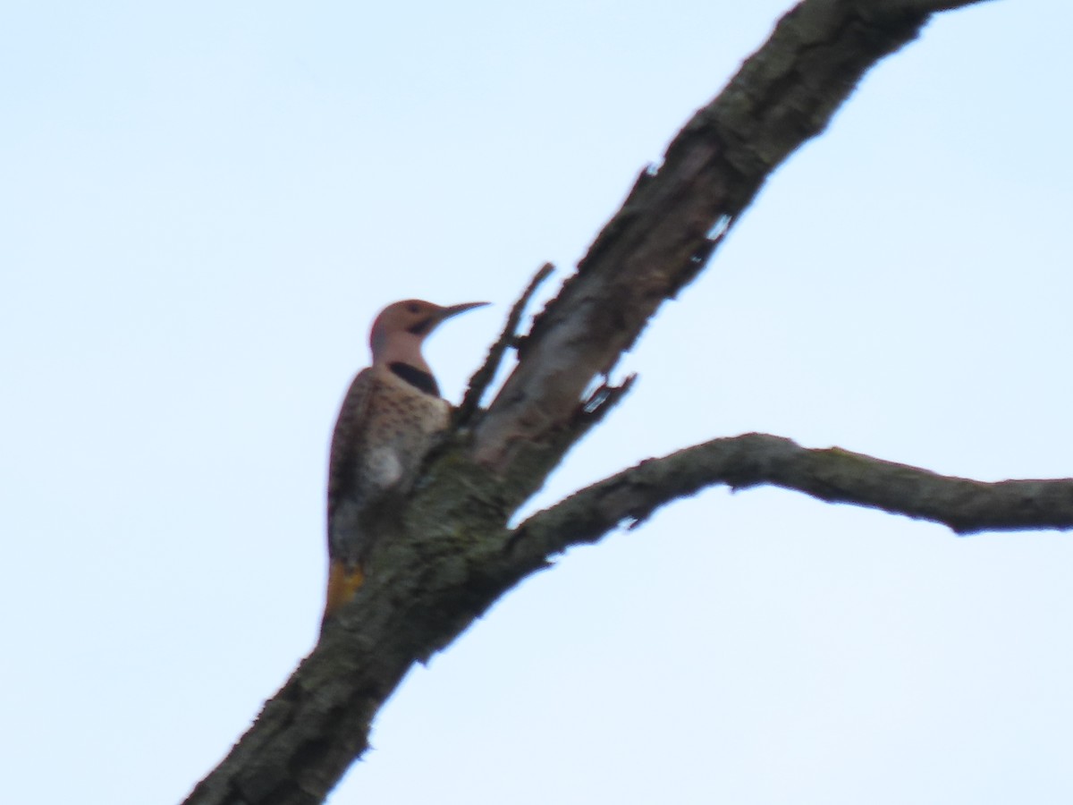 Northern Flicker - Jo Spilde