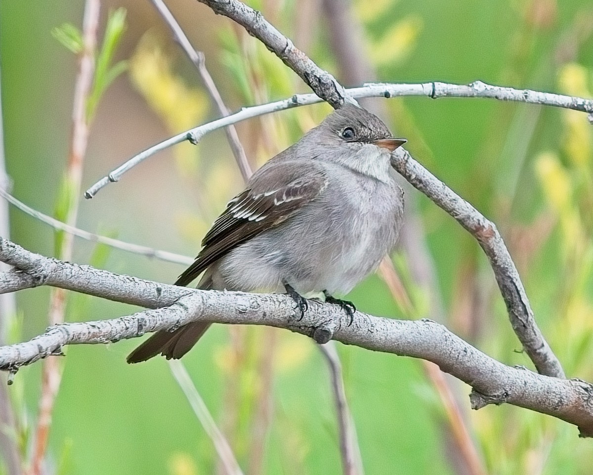 Western Wood-Pewee - Frank Letniowski