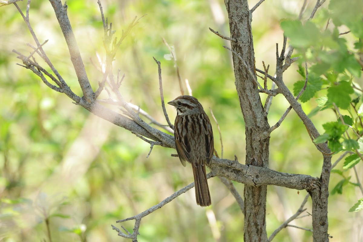 Song Sparrow - Claude Allard