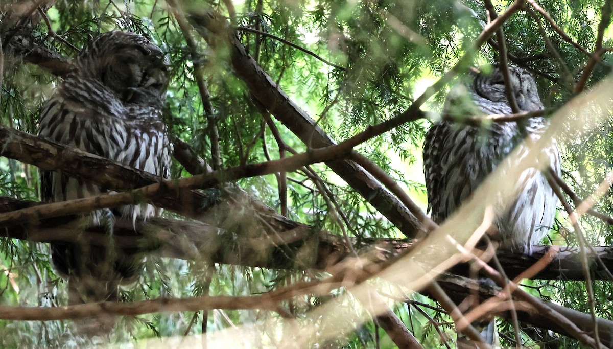 Barred Owl - Charlotte Byers