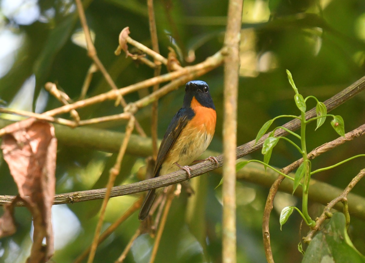 Blue-throated Flycatcher - ML619469539