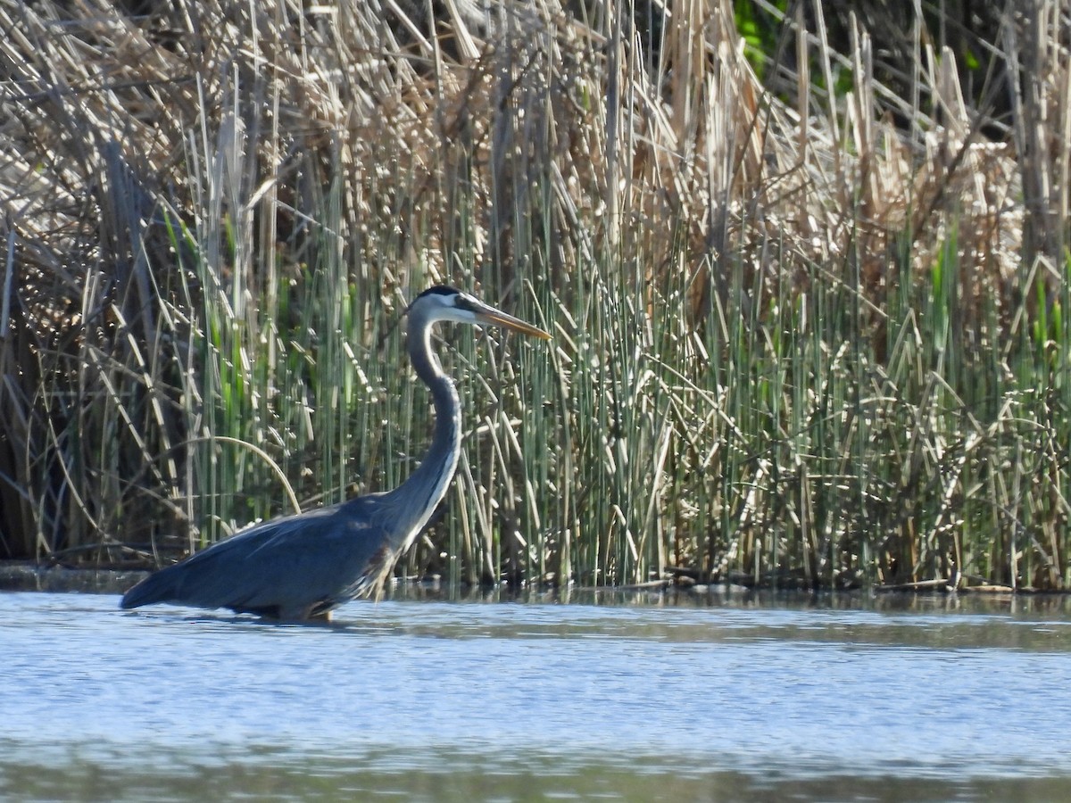 Great Blue Heron - Susan Ringoen