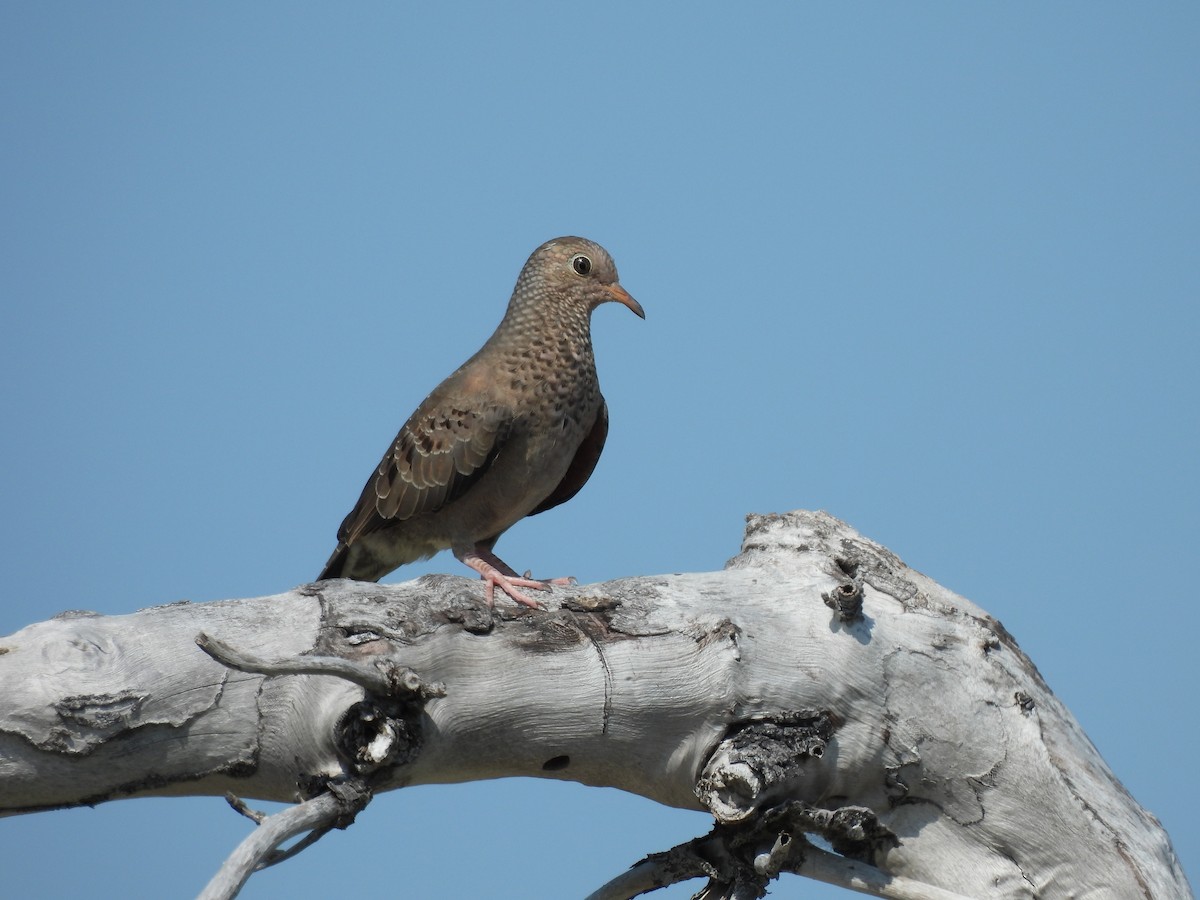 Common Ground Dove - Amy Egan