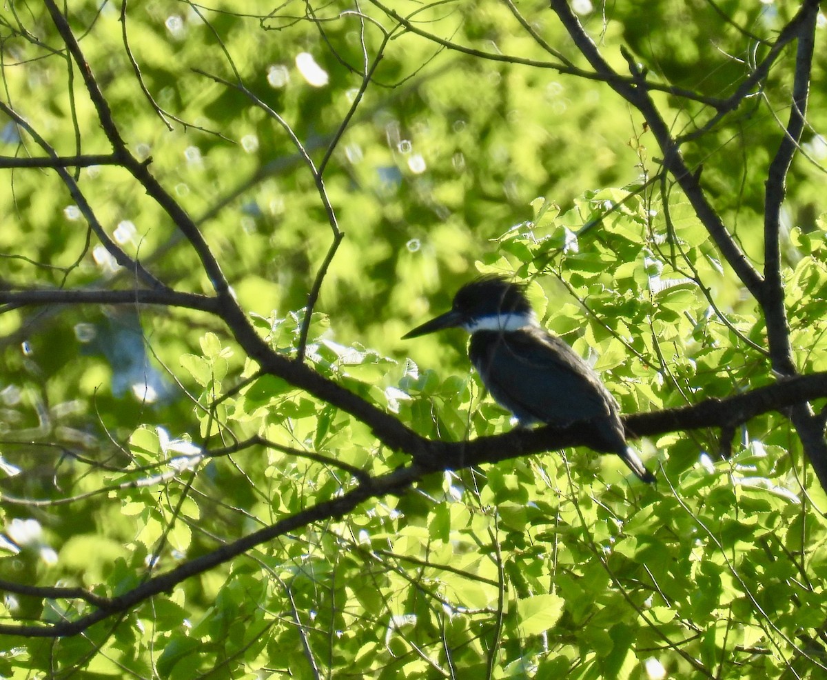 Belted Kingfisher - Susan Ringoen