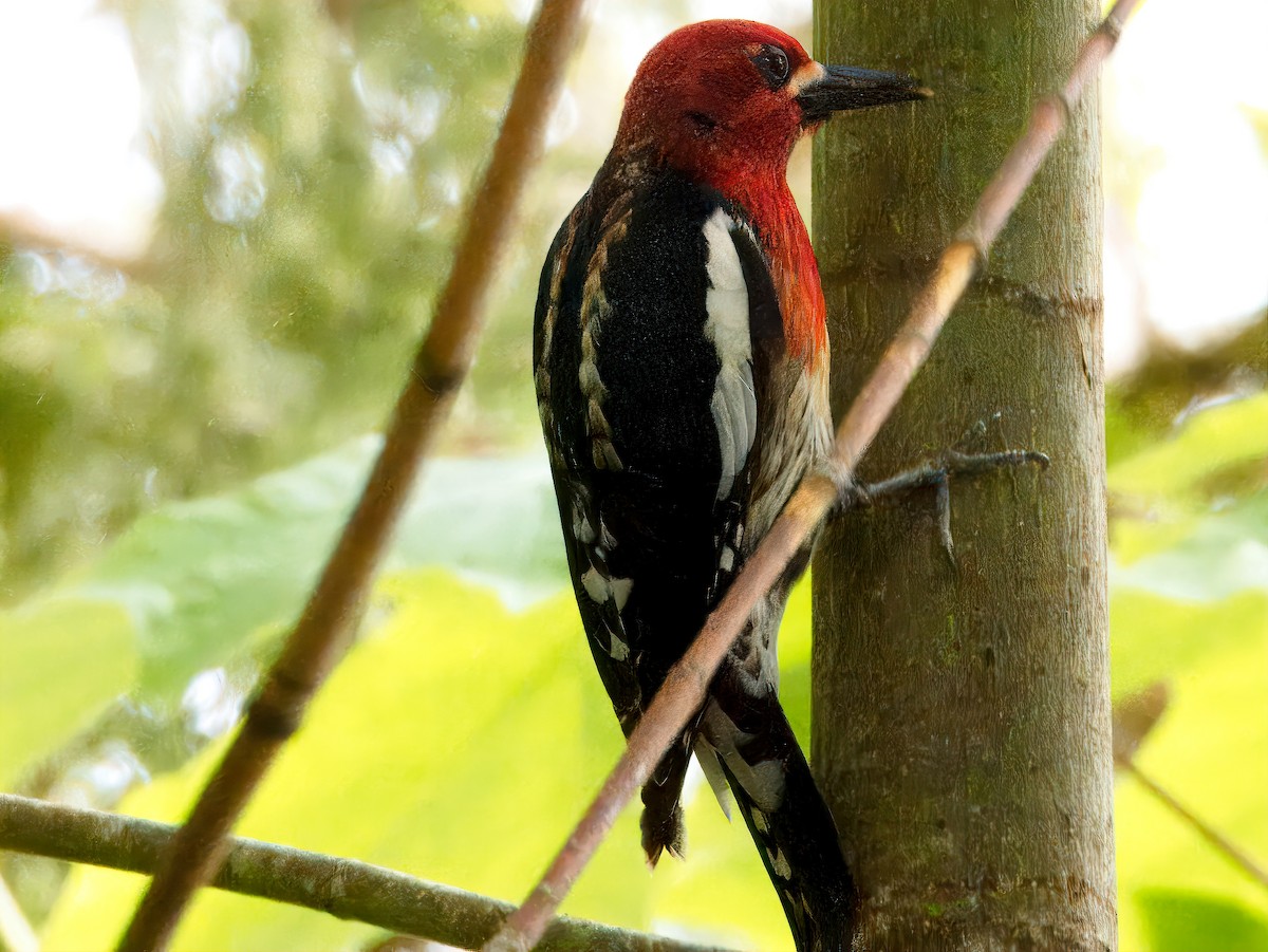 Red-breasted Sapsucker - Dan Tallman