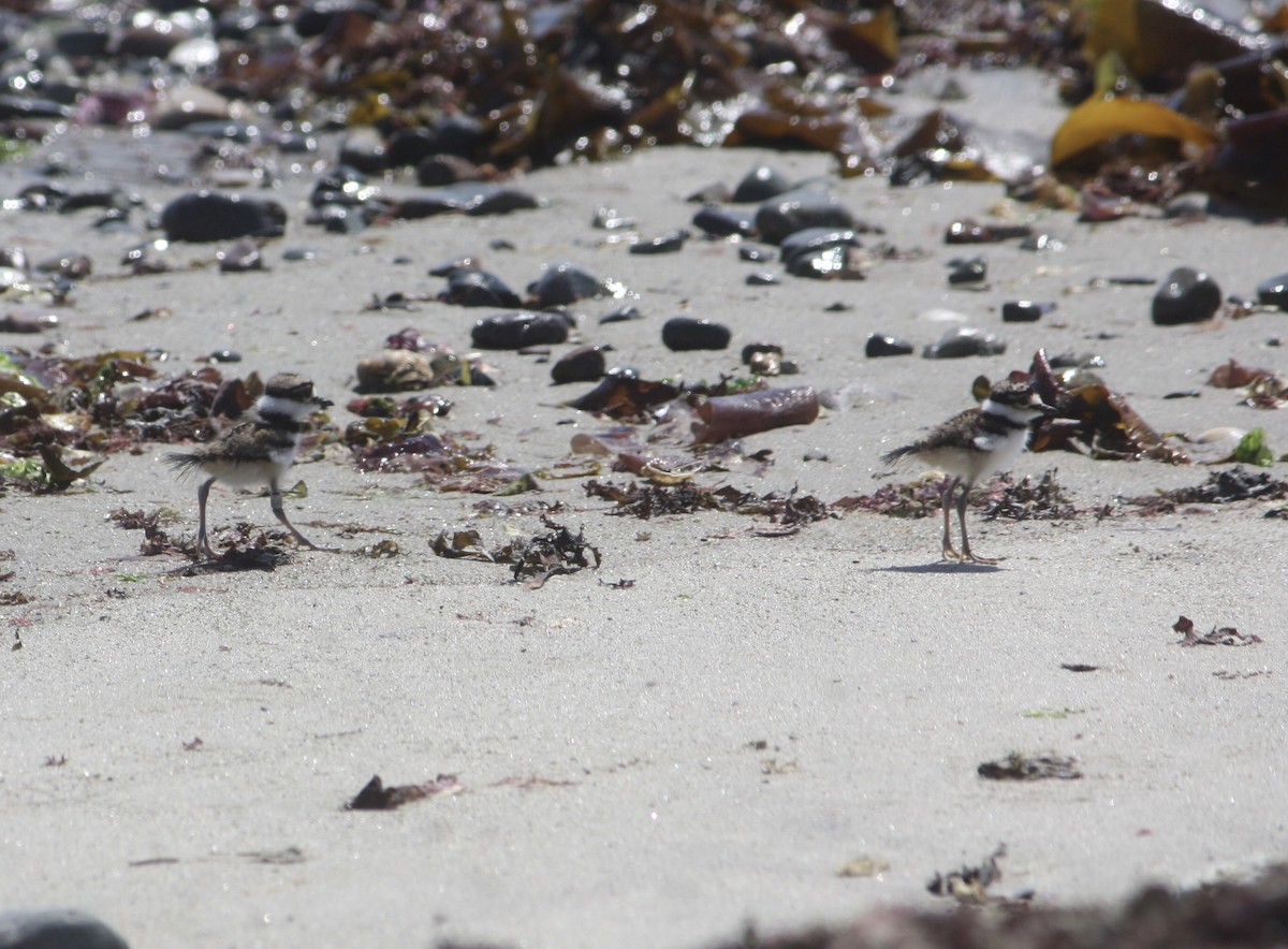 Killdeer - Tim E.