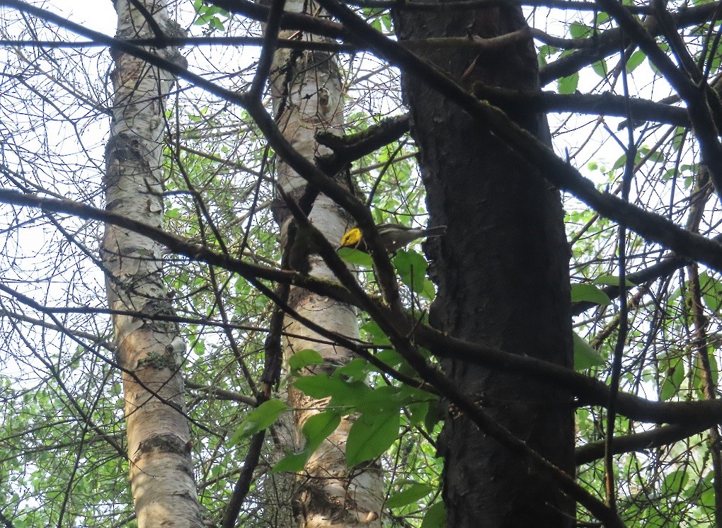 Black-throated Green Warbler - Katsu Sakuma