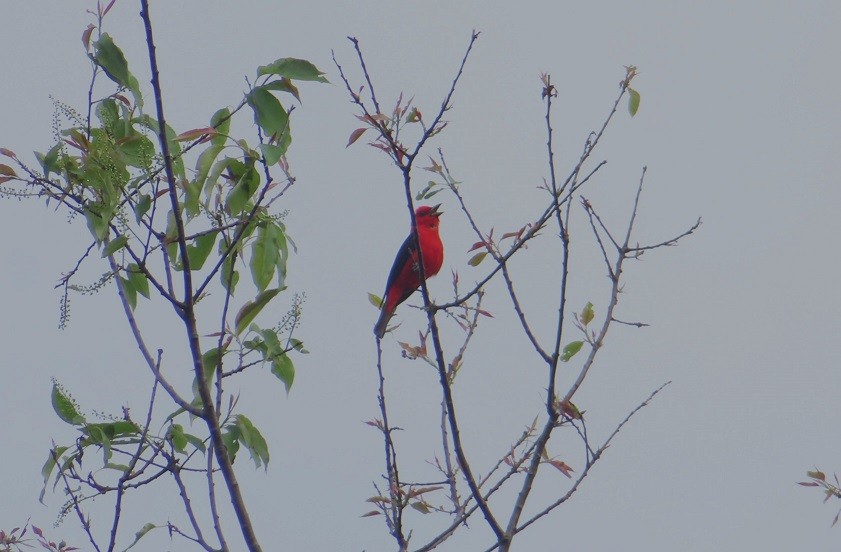 Scarlet Tanager - Katsu Sakuma