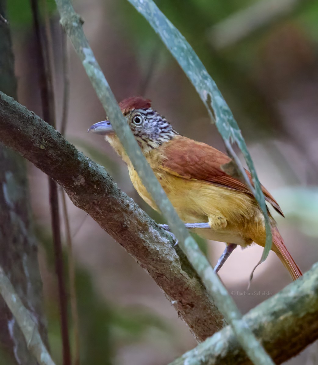 Barred Antshrike - Barbara S