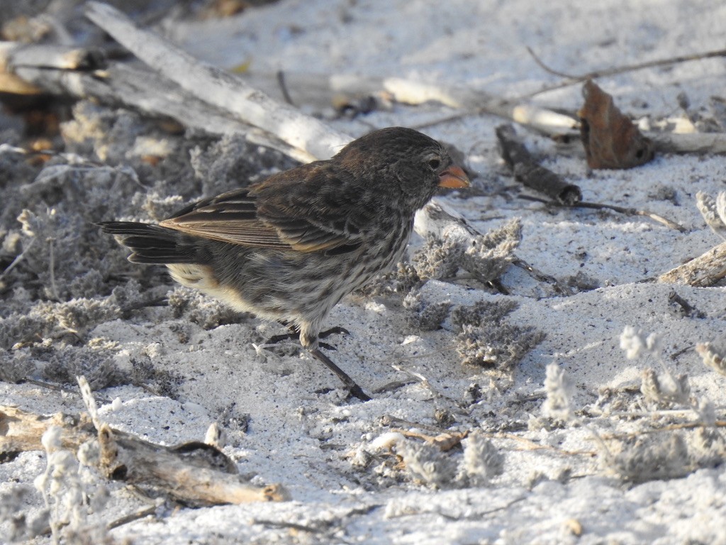 Española Ground-Finch - Mark Nodine