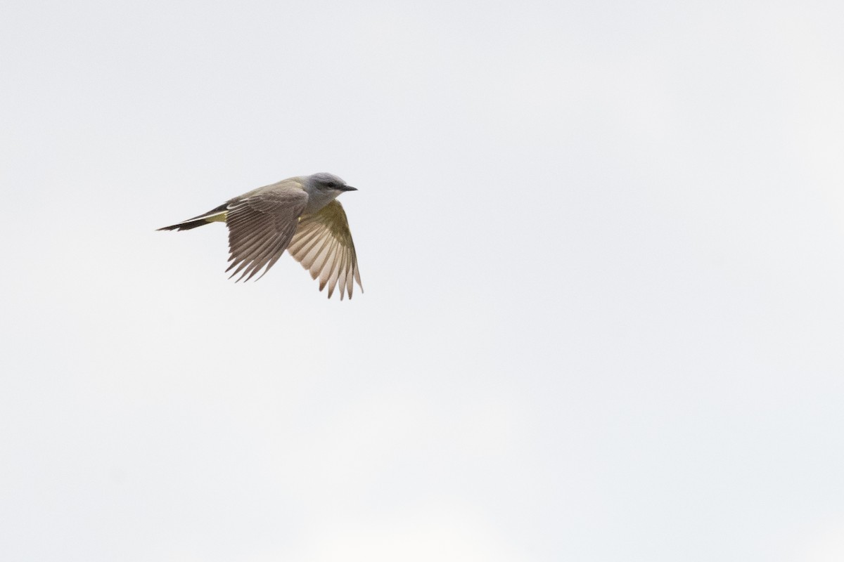 Western Kingbird - Sarah Sharp