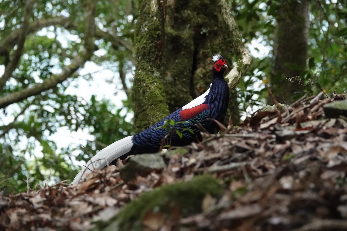 Swinhoe's Pheasant - Sheng Wun Jheng