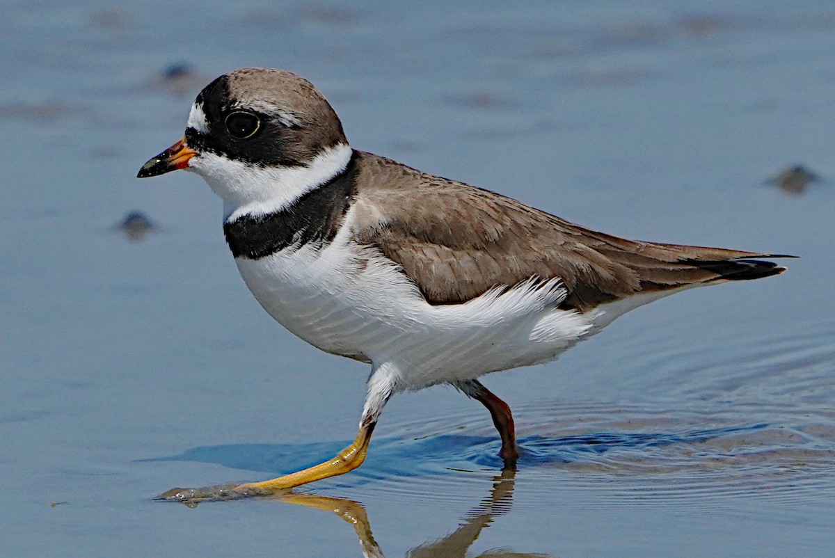 Semipalmated Plover - James Bourne