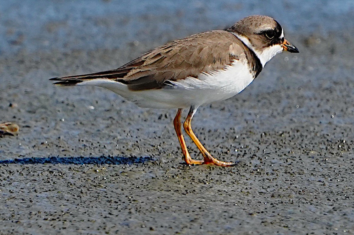 Semipalmated Plover - James Bourne