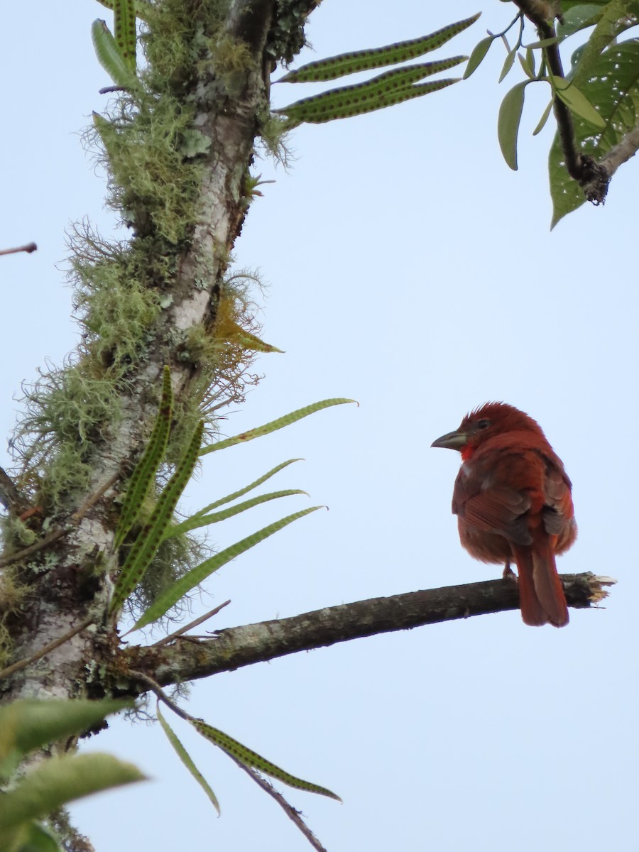 Hepatic Tanager - Cristian Cufiño