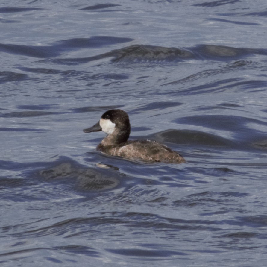 Ruddy Duck - ML619469589