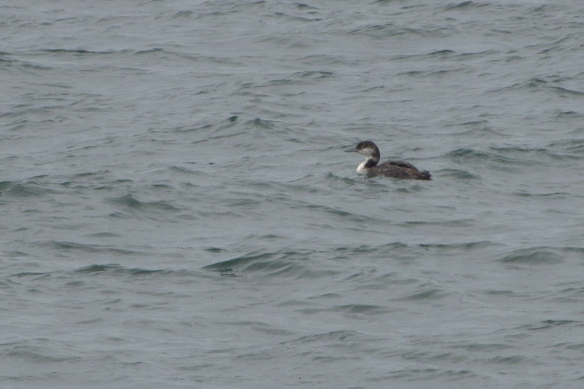 Common Loon - Jerry Horak