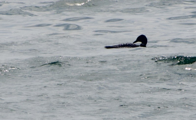 Common Loon - Jerry Horak