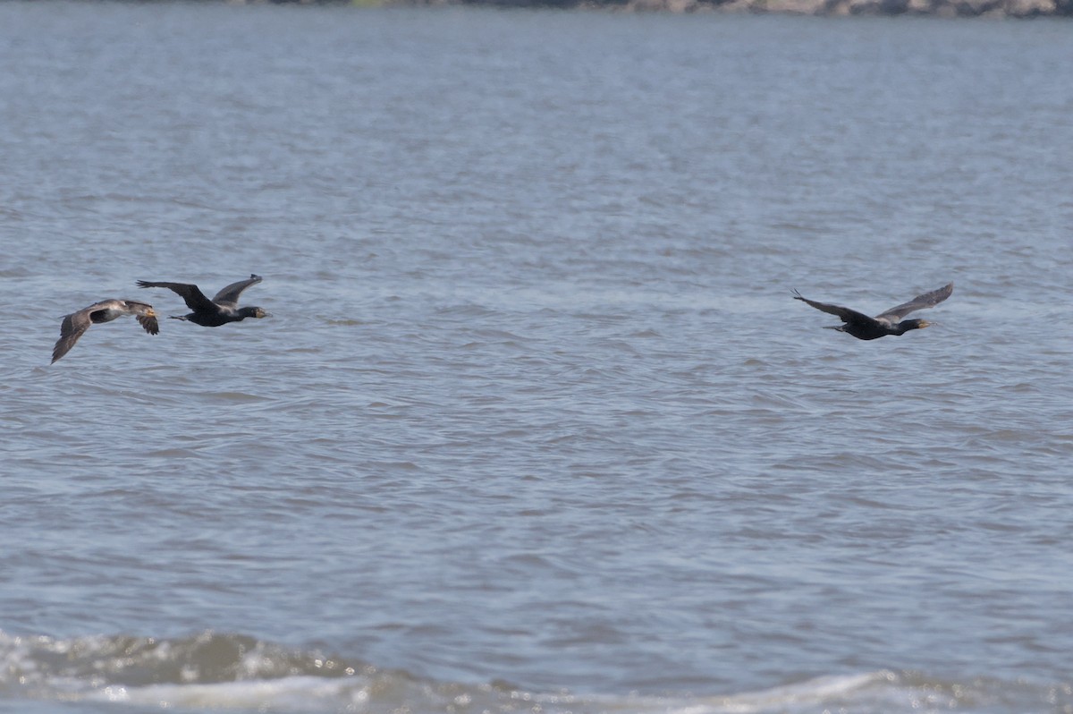 Double-crested Cormorant - ML619469596