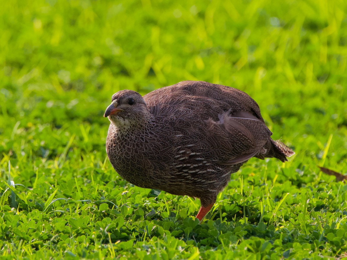 Cape Spurfowl - ML619469598