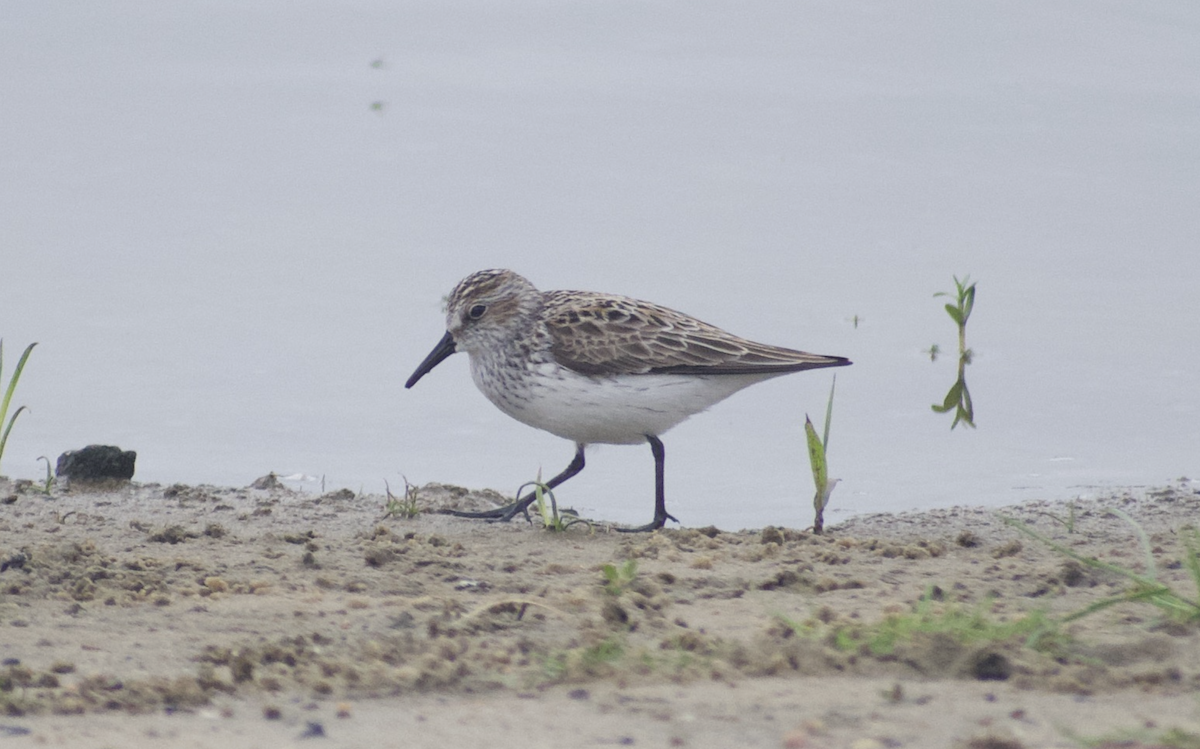 Semipalmated Sandpiper - Andy McGeoch 🦆