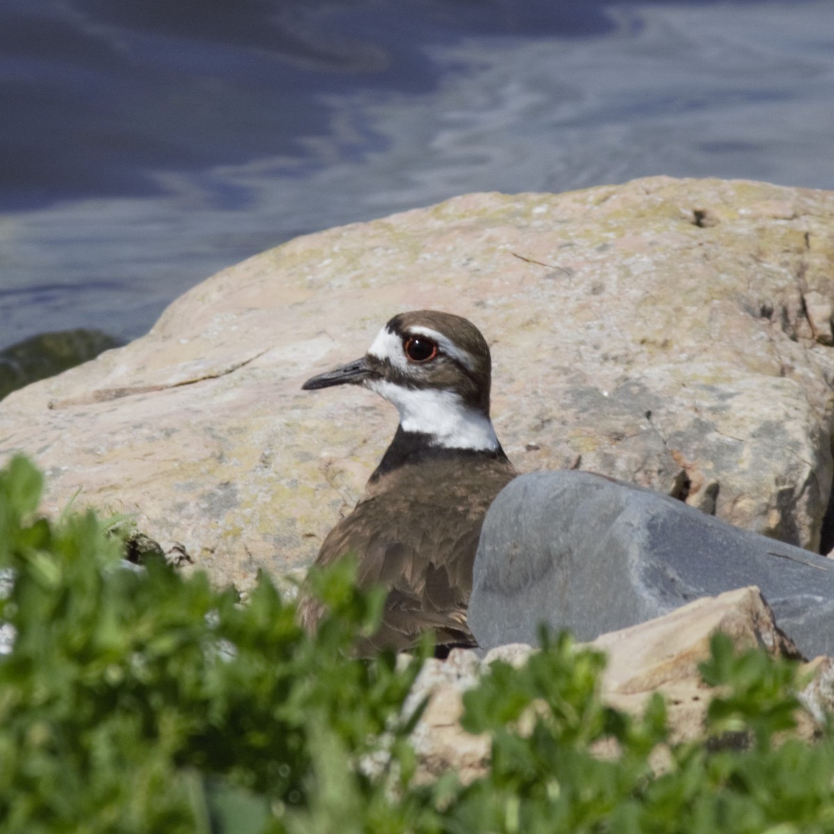 Killdeer - Luke Deneson