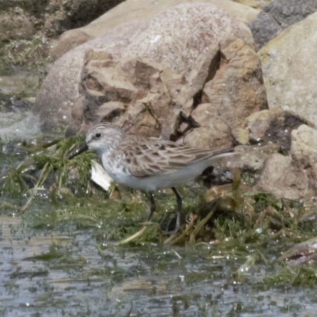 Semipalmated Sandpiper - Luke Deneson