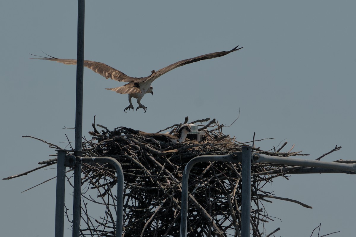 Osprey - Robert Howard