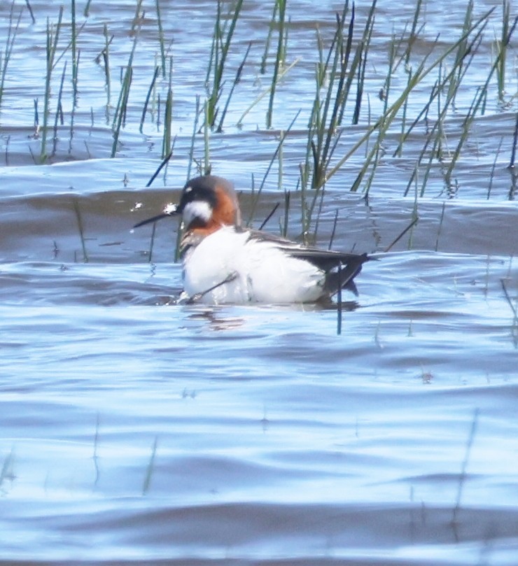 Red-necked Phalarope - Jim Parker