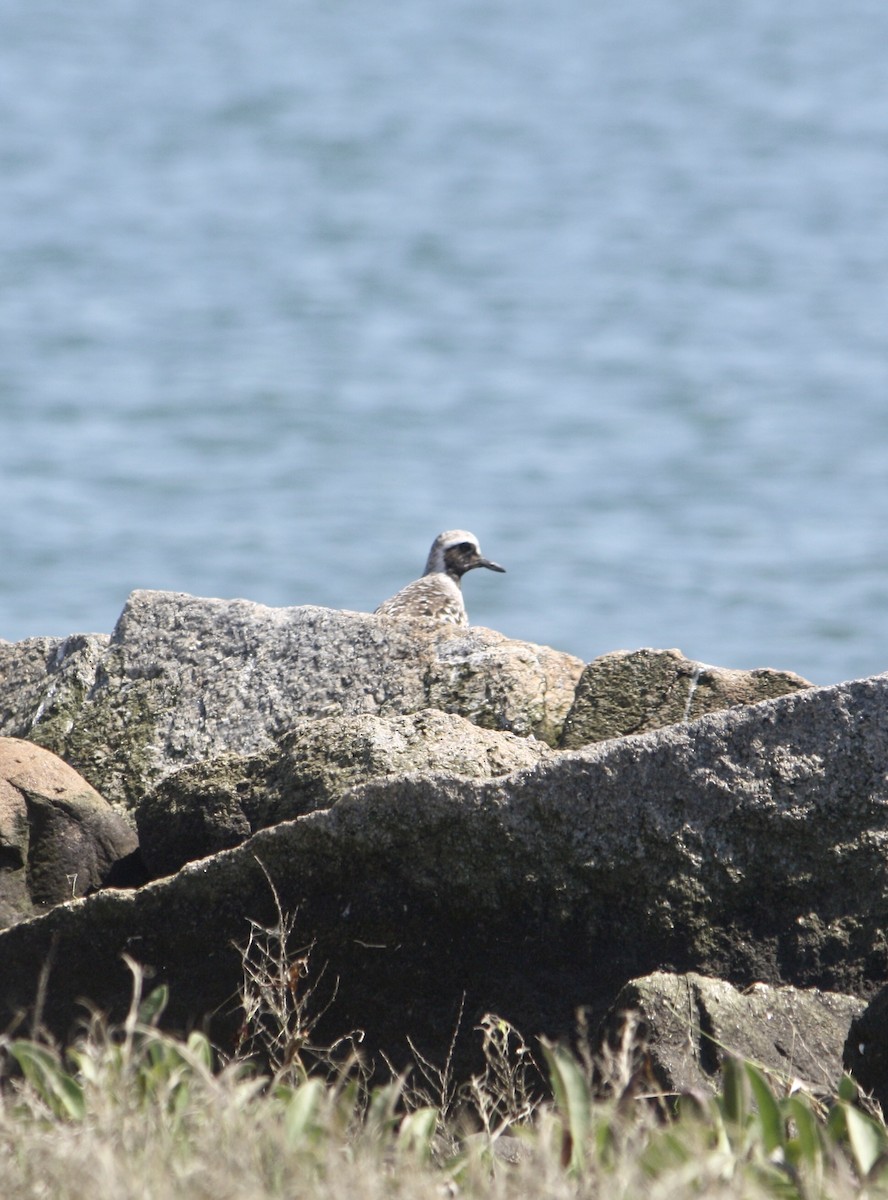 Black-bellied Plover - Tim E.