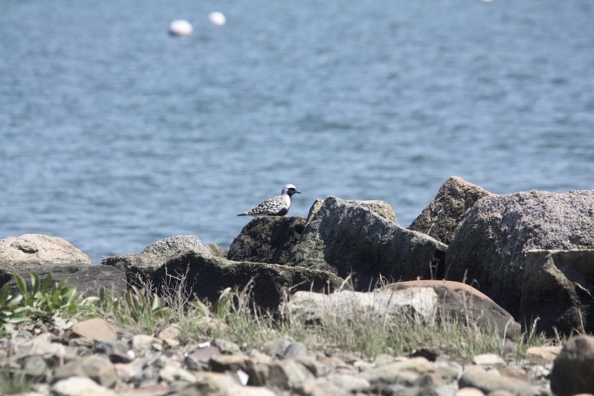 Black-bellied Plover - Tim E.