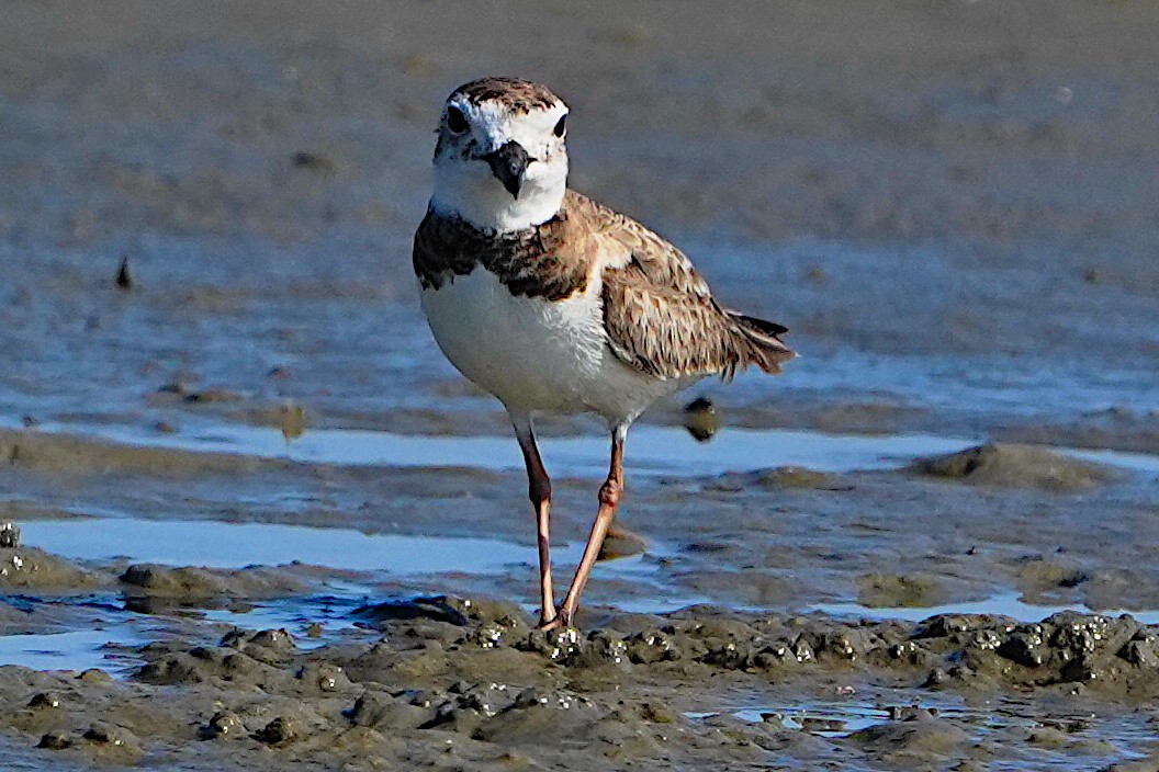 Wilson's Plover - James Bourne