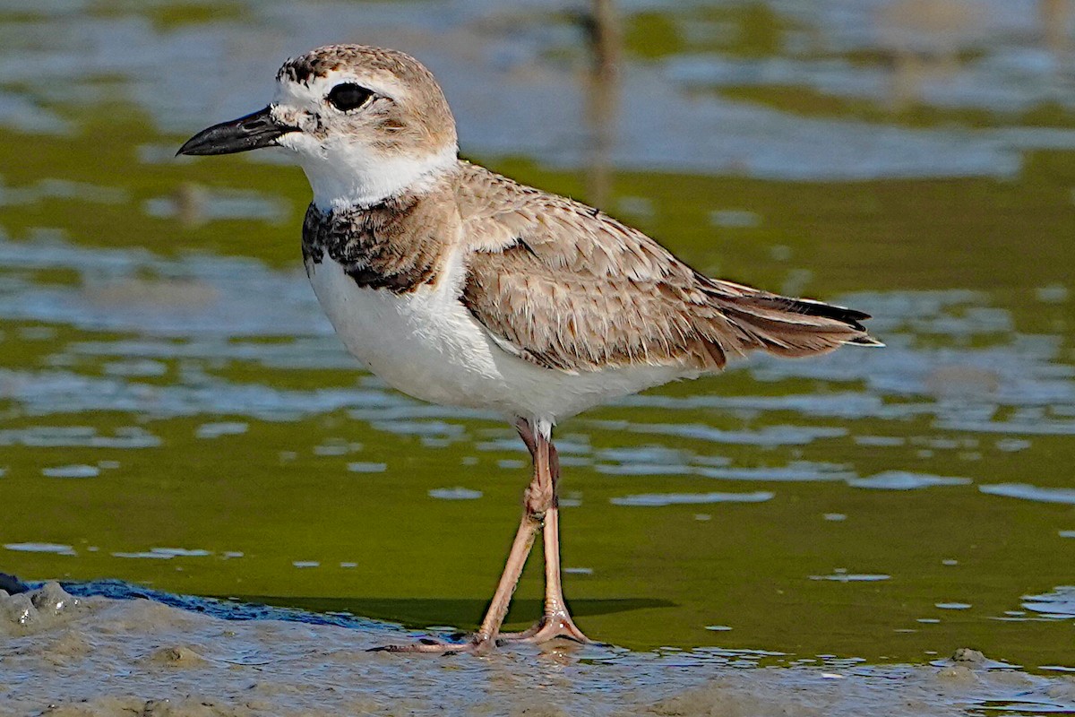 Wilson's Plover - James Bourne