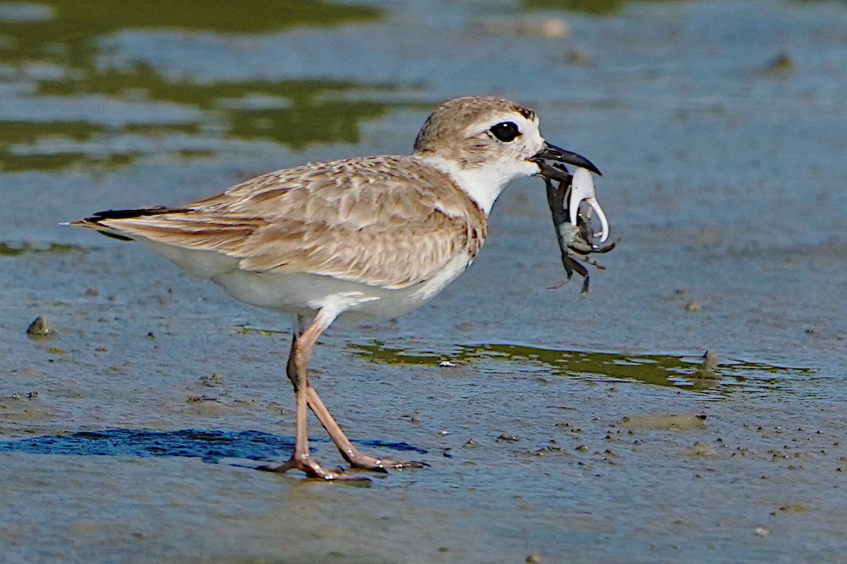 Wilson's Plover - James Bourne