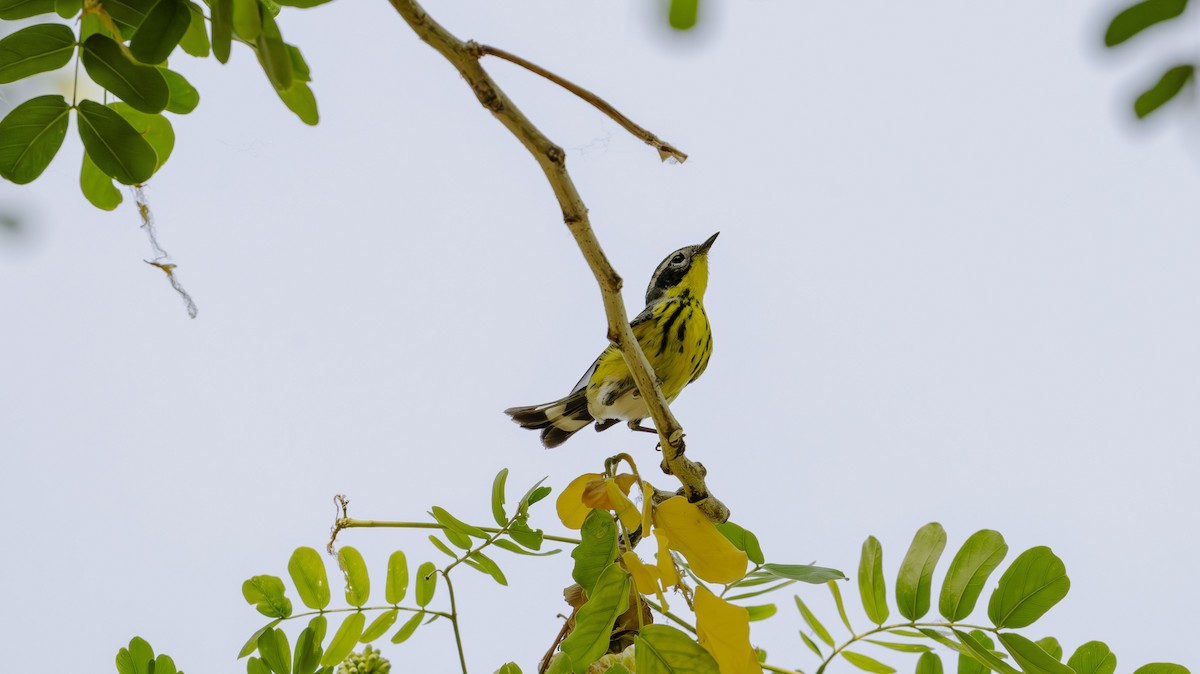 Magnolia Warbler - Rolando Tomas Pasos Pérez