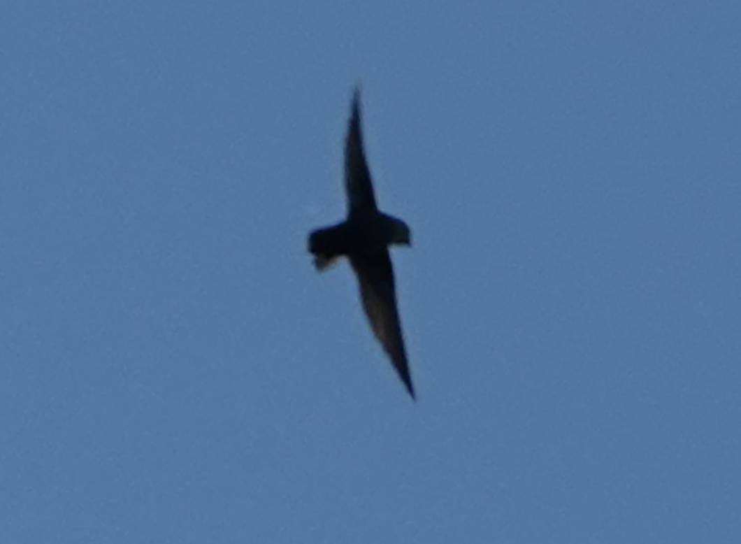 Chimney Swift - ML619469631