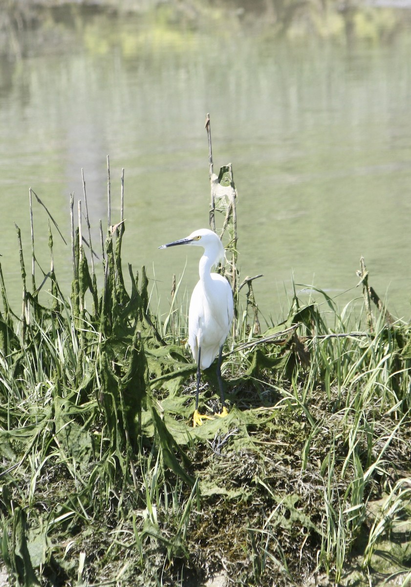 Snowy Egret - Tim E.