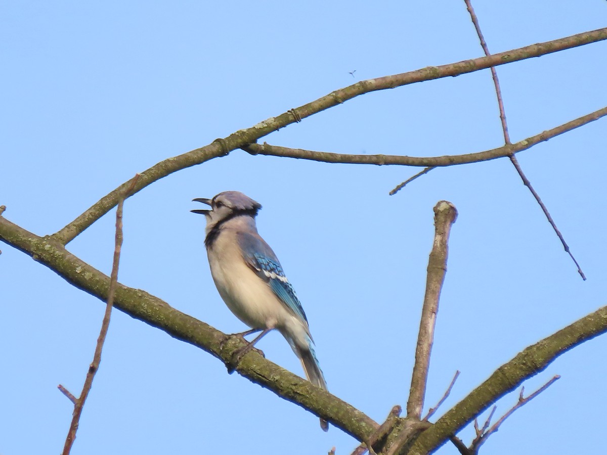 Blue Jay - Jo Spilde