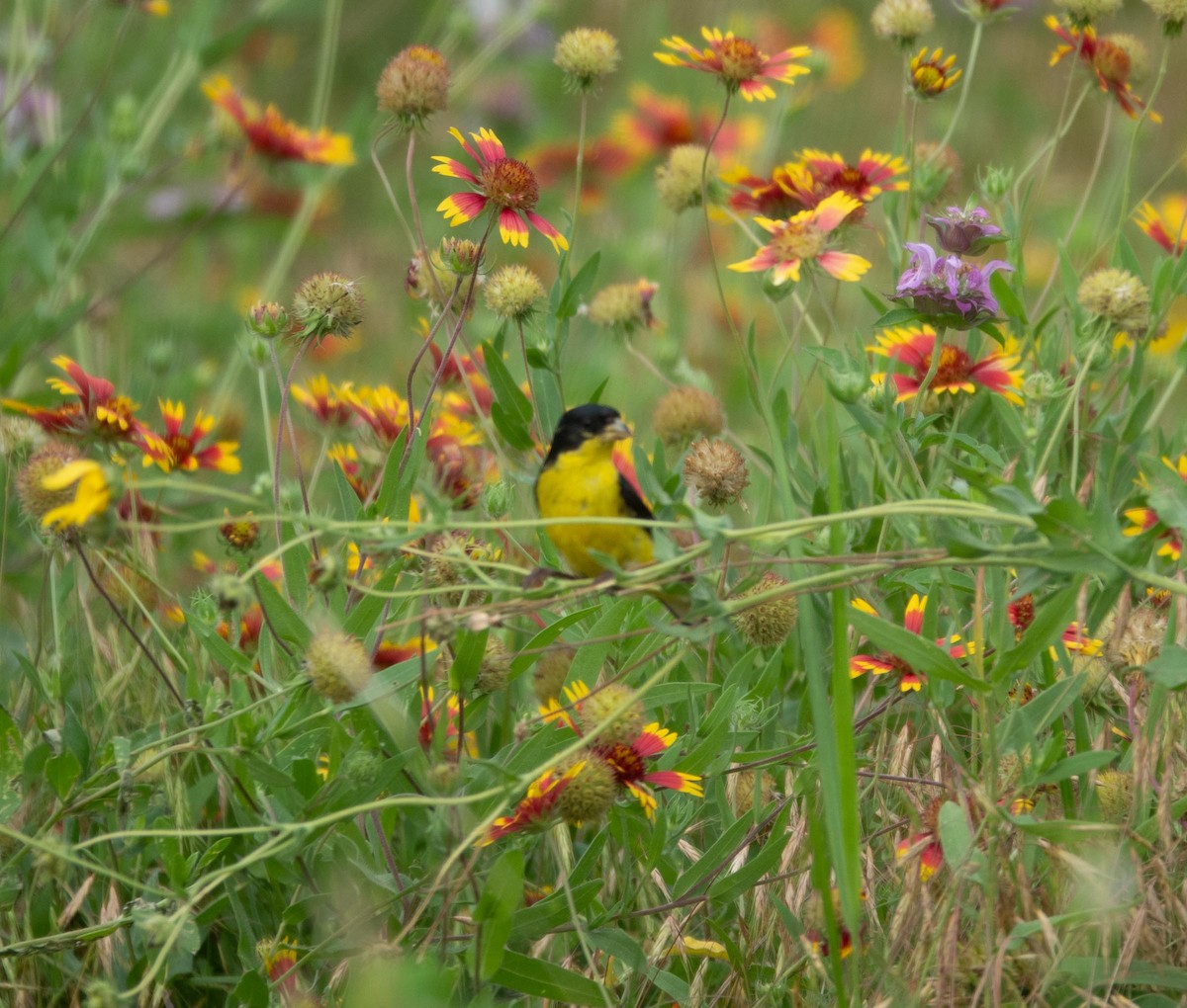 Lesser Goldfinch - Rachel Zierzow