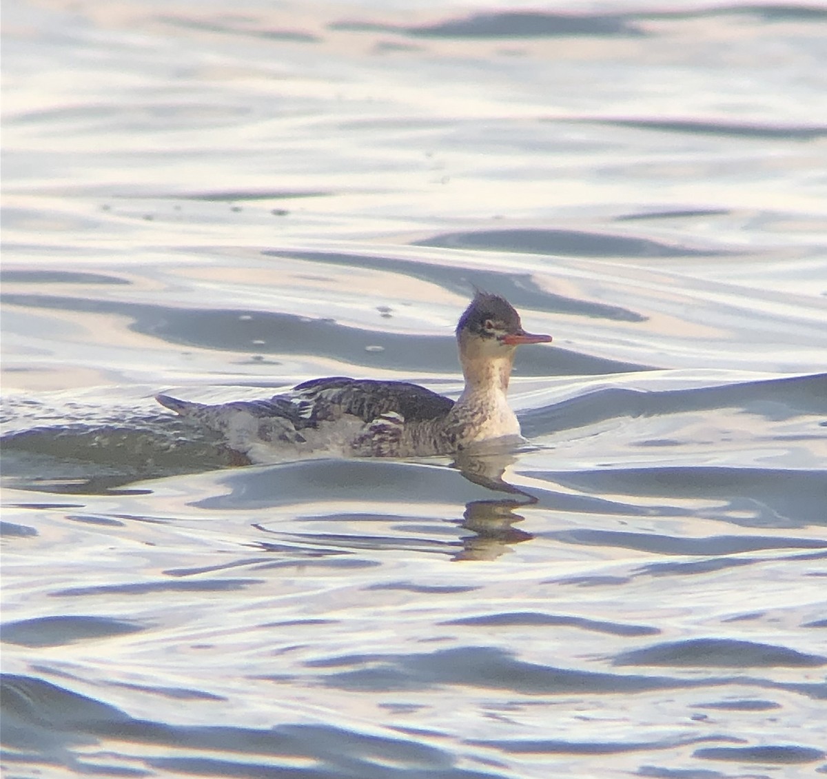 Red-breasted Merganser - ML619469651